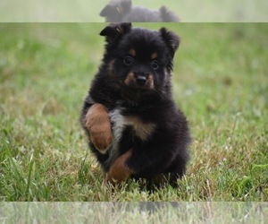 Miniature Australian Shepherd Puppy for sale in PALM COAST, FL, USA