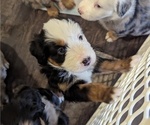 Puppy Daisy Australian Shepherd-Bernedoodle Mix