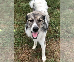 Great Pyrenees Dogs for adoption in Overland Park, KS, USA