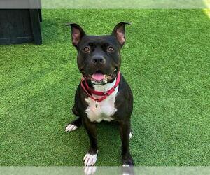 KATHY - Female Mutt Dog for Adoption - Photo #2
