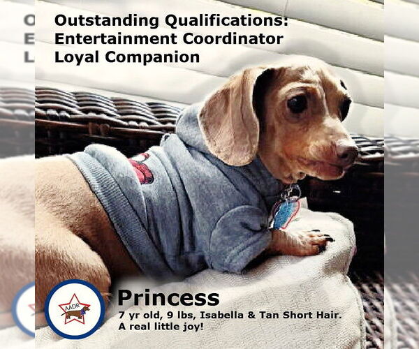 Medium Photo #2 Dachshund Puppy For Sale in Shelbyville, TN, USA