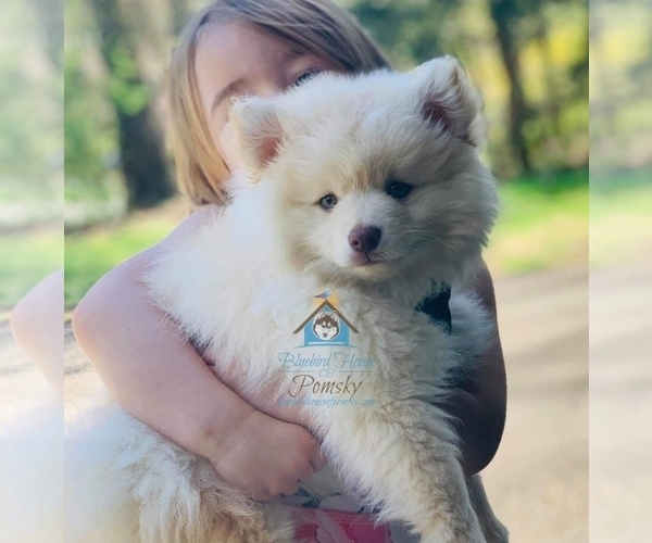 Medium Photo #6 Pomsky Puppy For Sale in RAMSEY, MN, USA