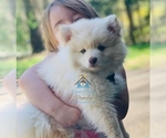 Small Photo #6 Pomsky Puppy For Sale in RAMSEY, MN, USA