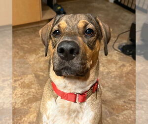 Labrador Retriever-Unknown Mix Dogs for adoption in Canton, CT, USA