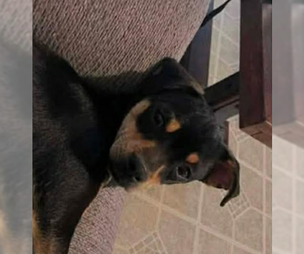 Medium Photo #3 Chihuahua-Unknown Mix Puppy For Sale in Cranston, RI, USA