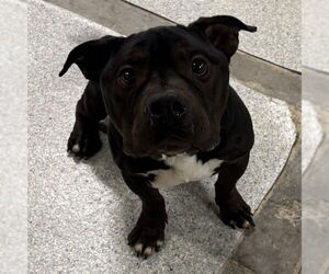 Bulldog-Unknown Mix Dogs for adoption in Modesto, CA, USA