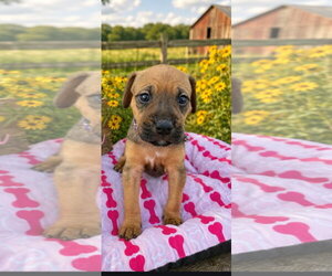 Mutt Dogs for adoption in Sanford, FL, USA