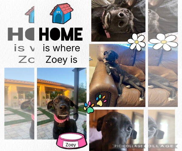 Medium Photo #1 Labrador Retriever-Unknown Mix Puppy For Sale in Queen Creek, AZ, USA