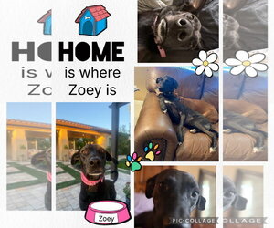 Labrador Retriever-Unknown Mix Dogs for adoption in Queen Creek, AZ, USA