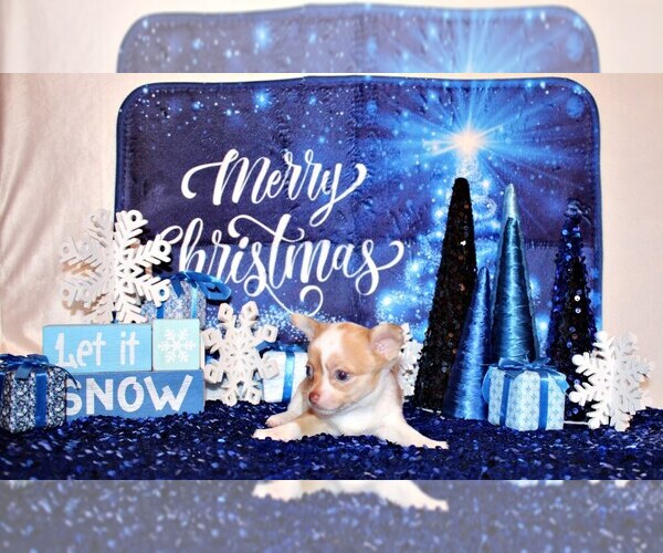 Medium Photo #33 Chihuahua Puppy For Sale in CHARLESTON, AR, USA