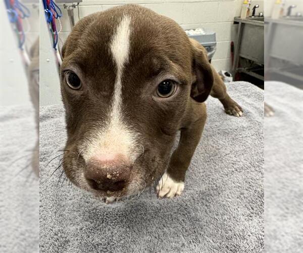 Medium Photo #1 Mutt Puppy For Sale in Peoria, IL, USA