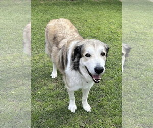Great Pyrenees Dogs for adoption in Fort Worth, TX, USA