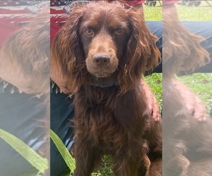 Father of the Boykin Spaniel puppies born on 06/08/2025