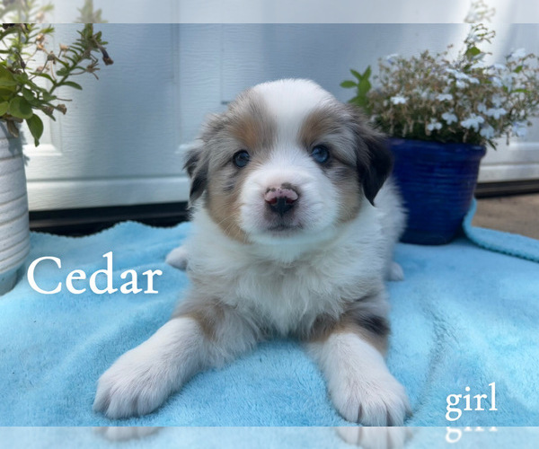 Medium Photo #1 Miniature Australian Shepherd Puppy For Sale in PIERCE, CO, USA