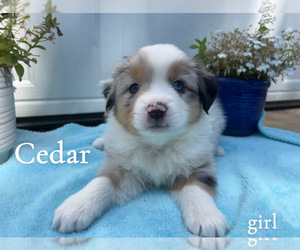 Miniature Australian Shepherd Puppy for sale in PIERCE, CO, USA