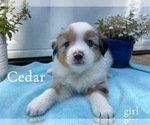 Image preview for Ad Listing. Nickname: Cedar