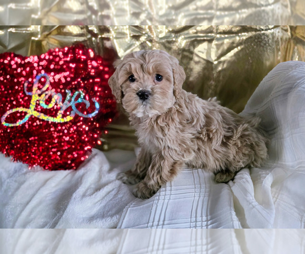 Medium Photo #2 Cockapoo (Miniature) Puppy For Sale in GAP, PA, USA