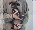 Small #3 Boxer Mix