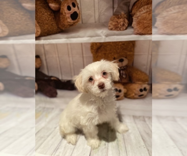 Medium Photo #3 Maltipoo (Miniature) Puppy For Sale in ACWORTH, GA, USA