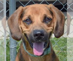 Small #3 American Foxhound-Coonhound Mix