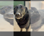 Small Photo #3 Labrador Retriever-Unknown Mix Puppy For Sale in San Diego, CA, USA
