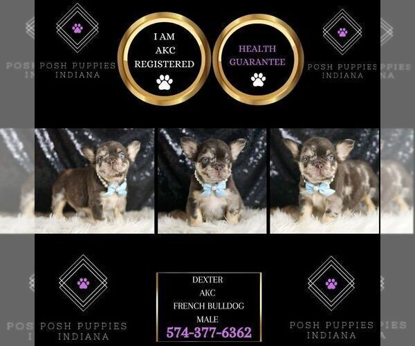 Medium Photo #109 French Bulldog Puppy For Sale in WARSAW, IN, USA