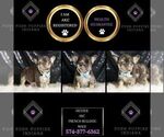 Small Photo #109 French Bulldog Puppy For Sale in WARSAW, IN, USA