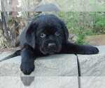 Small #3 Labrador Retriever