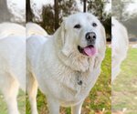 Small Photo #14 Great Pyrenees Puppy For Sale in Spring, TX, USA