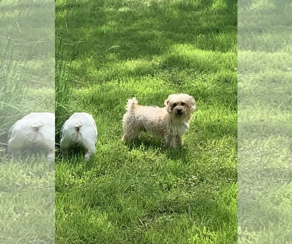 Medium Photo #6 Maltese-Poodle (Toy) Mix Puppy For Sale in East Derry, NH, USA