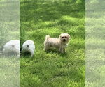 Small #5 Maltese-Poodle (Toy) Mix