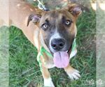 Small #3 Boxer Mix