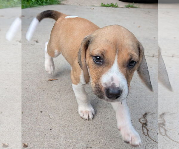 Medium Photo #3 Beagle Puppy For Sale in Brooklyn Center, MN, USA