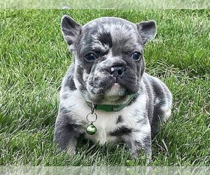 French Bulldog Puppy for sale in BOSTON, MA, USA