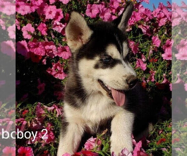 Medium Photo #3 Siberian Husky Puppy For Sale in NEWAYGO, MI, USA