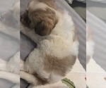 Small #10 Maltipom-Pomeranian Mix