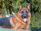 Small Photo #5 German Shepherd Dog Puppy For Sale in FOREST GROVE, OR, USA