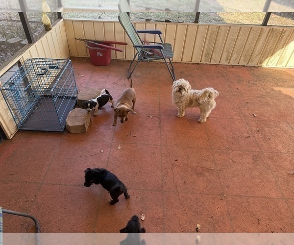 Medium Photo #46 Schweenie Puppy For Sale in DOTHAN, AL, USA