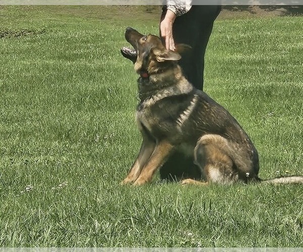 Medium Photo #1 German Shepherd Dog Puppy For Sale in CULPEPER, VA, USA