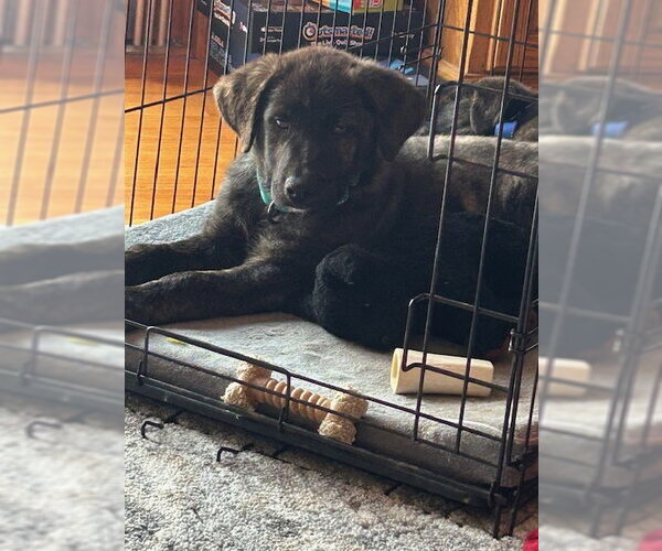 Medium Photo #3 Great Pyrenees-Unknown Mix Puppy For Sale in Brooklyn Center, MN, USA