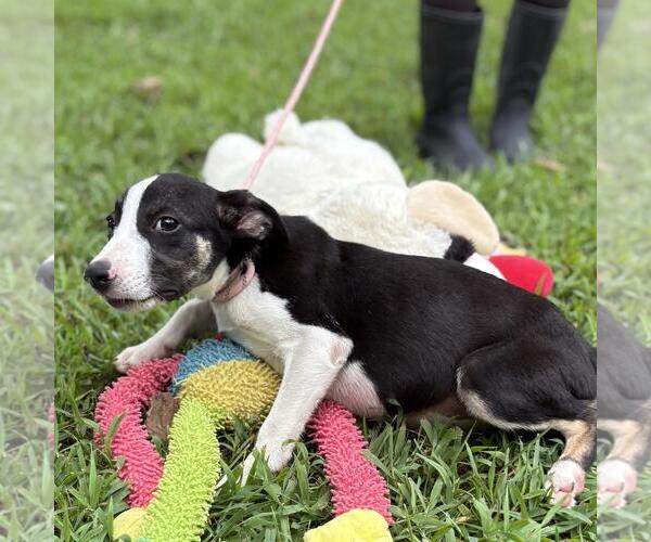 Medium Photo #4 Labrenees Puppy For Sale in Yardley, PA, USA