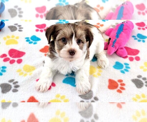 Medium Photo #10 Havashire Puppy For Sale in ORO VALLEY, AZ, USA
