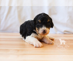 Small Photo #1 Bernedoodle Puppy For Sale in CARLOCK, IL, USA