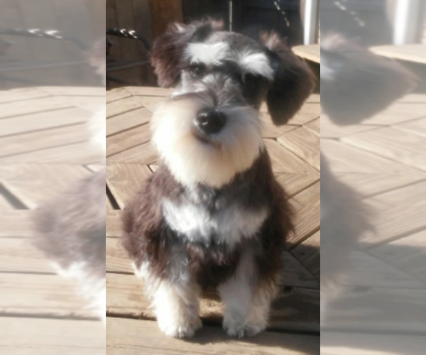 Medium Photo #1 Schnauzer (Miniature) Puppy For Sale in TOLEDO, OH, USA