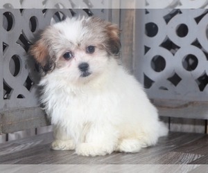 Presa Canario Puppy for sale in MOUNT VERNON, OH, USA