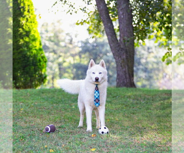 Medium Photo #5 Huskies -Pembroke Welsh Corgi Mix Puppy For Sale in Unionville, PA, USA