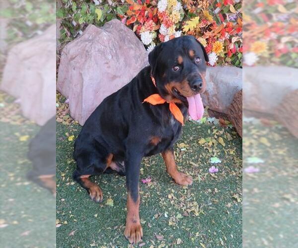 Medium Photo #1 Rottweiler Puppy For Sale in Oklahoma City, OK, USA
