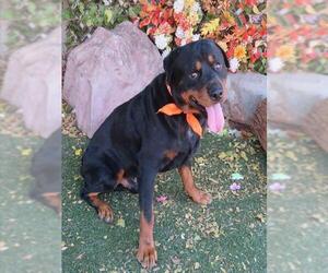 Rottweiler Dogs for adoption in Oklahoma City, OK, USA