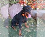 Small Rottweiler