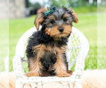 Small #1 Yorkshire Terrier